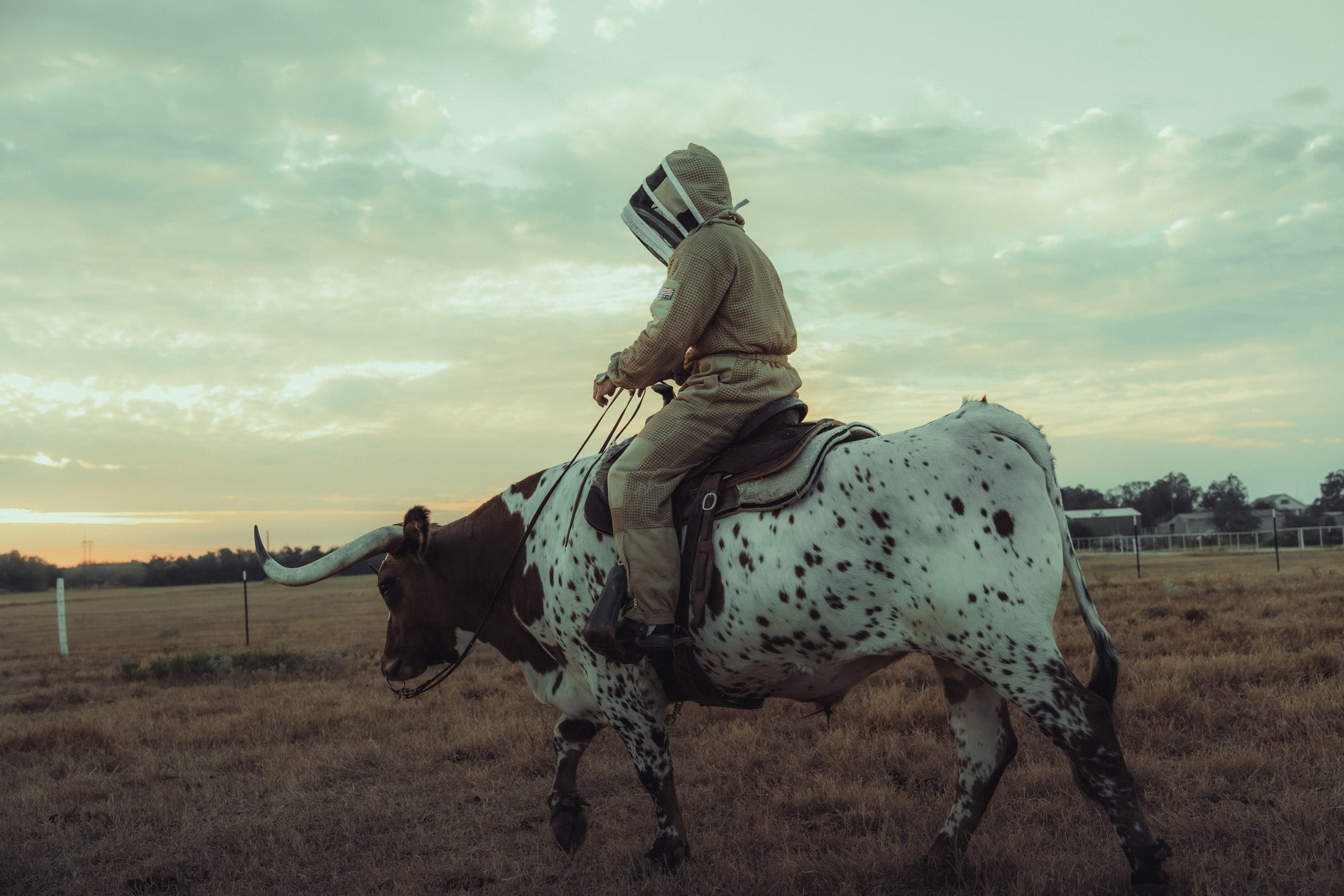 Why Grass-Fed Tallow Matters (And Why Most Companies Hope You Don't Ask)