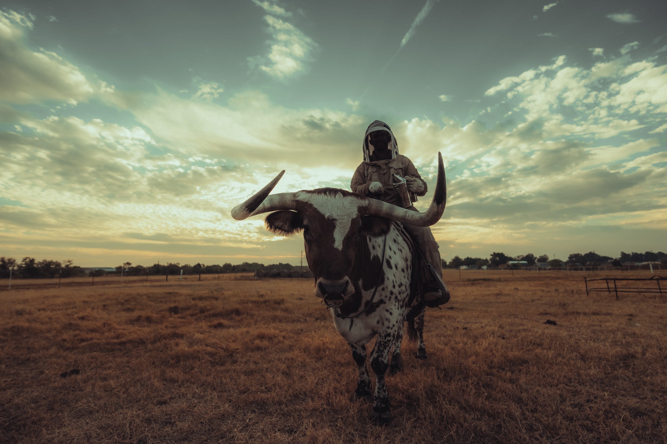 What the Hell is Beef Tallow and Why Should You Put It On Your Face?